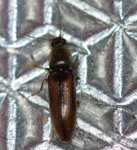 Réf. 270 849 : Athous vittatus